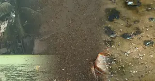 মশার উপদ্রবে অতিষ্ঠ জনজীবন; সাভারে বাড়ছে ডেঙ্গুর ঝুঁকি